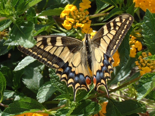 macaone Papilio machaon